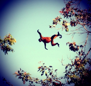 Monkey jumping monkey 2
