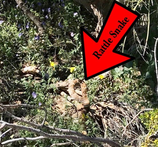 Rattlesnake 1
